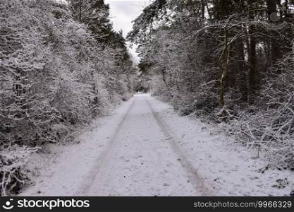 Snowy country road straight through a forest