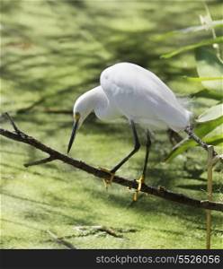 Snowy Egret Fishing In Circle B Bar Reserve,Florida