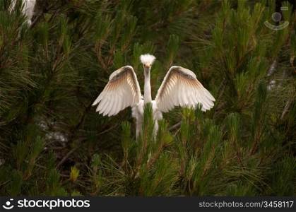 Snowy Egret With Outstrected Wings