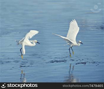 Snowy Egrets in flight over lake in Florida