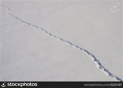Snowy field with animal trace, sunny winter day