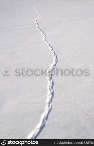 Snowy field with animal trace, winter time