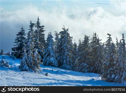 Snowy fir forest on morning winter mountain slope.