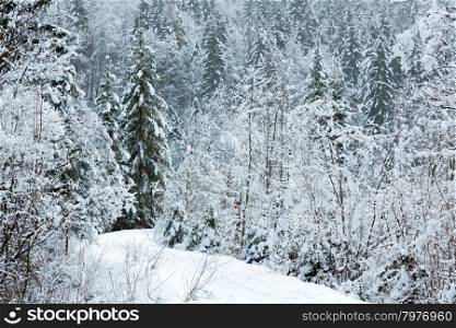 Snowy fir forest on mountain slope and pathway.