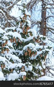 Snowy fir tree with cones on twigs.