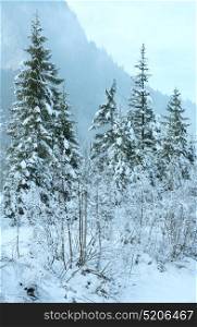 Snowy fir trees at foot of mountain.