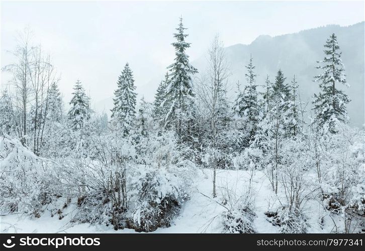 Snowy fir trees at foot of mountain.