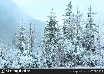 Snowy fir trees at foot of mountain. Cloudy misty day.