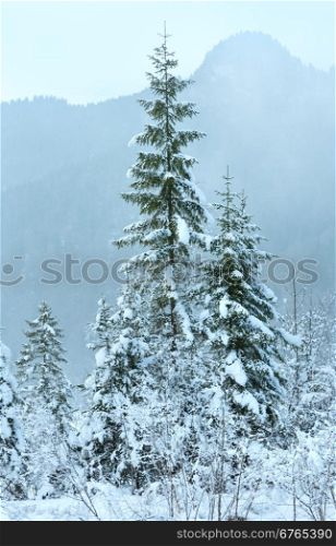 Snowy fir trees at foot of mountain. Cloudy misty day.