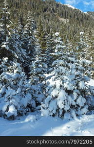 Snowy fir trees forest on mountain slope.