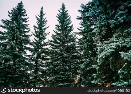 Snowy fir trees in cold winter day.