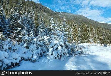 Snowy fir trees on mountain slope.
