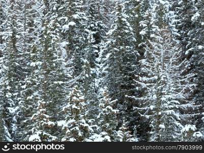Snowy fir trees on mountain slope.