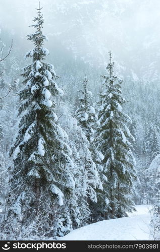 Snowy fir trees on mountain slope. Hazy view.