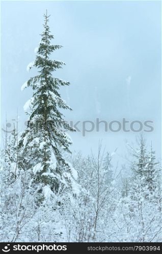 Snowy fir trees on mountain slope. Hazy view.