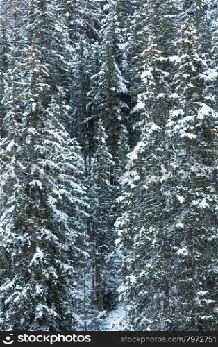 Snowy fir trees on mountain slope. Nature background.