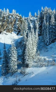 Snowy fir trees on rock slope. Winter scenery.