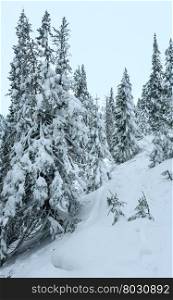 Snowy fir trees on winter hill in Carpathian.