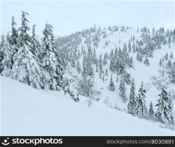 Snowy fir trees on winter hill in cloudy weather (Carpathian).