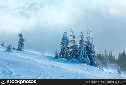 Snowy fir trees on winter morning hill and house at forest edge in cloudy weather.