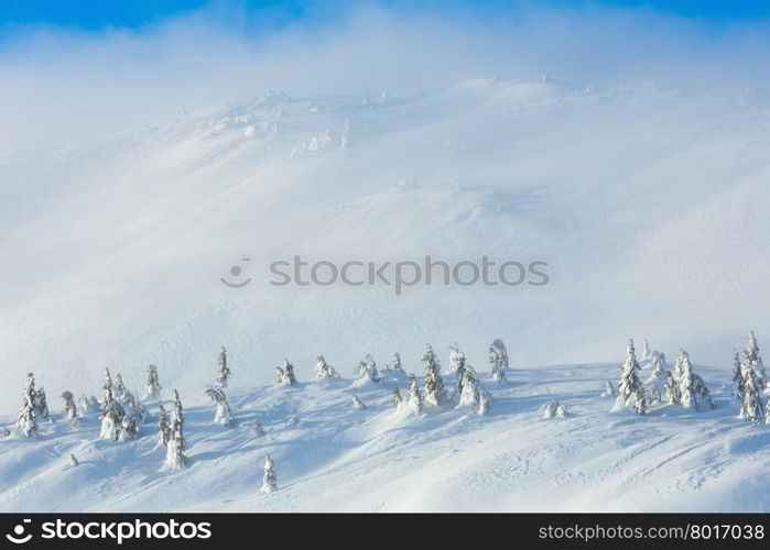 Snowy fir trees on winter morning hill in cloudy weather.