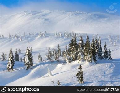 Snowy fir trees on winter morning hill in cloudy weather.