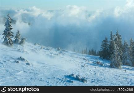 Snowy fir trees on winter morning hill in cloudy weather (Carpathian).