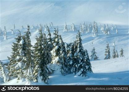 Snowy fir trees on winter morning hill in foggy weather.