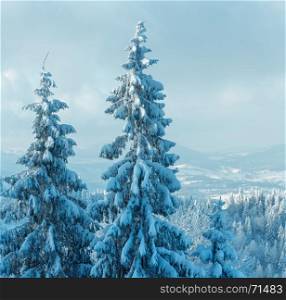 Snowy fir trees top on winter Carpathian mountain background. Two shots stitch image.