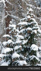 Snowy fir trees with cones on mountain slope.
