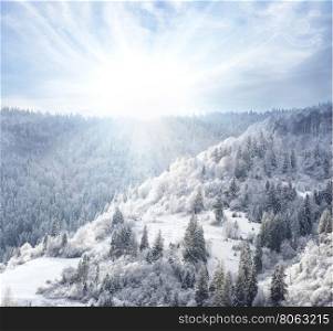Snowy forest covered in snow on the hillside under the bright sun. Snowy forest covered in snow on the hillside
