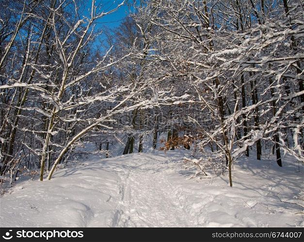 Snowy forest. Deciduous forest in winter covered by snow with deep blue sky and walking track