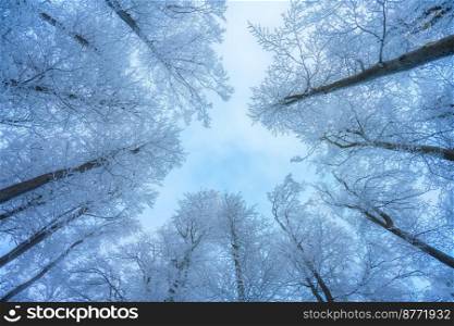 Snowy forest in amazing winter at sunset. Colorful landscape with trees in snow, blue sky. Snowfall in woods. Wintry woodland. Snow covered forest at dusk. Nature background. Trees in hoar. View up