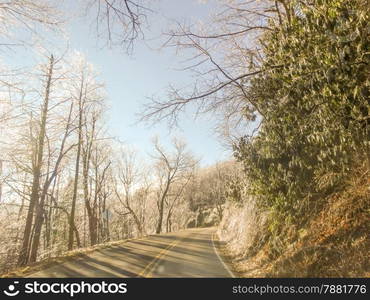 snowy forest landscape in winter