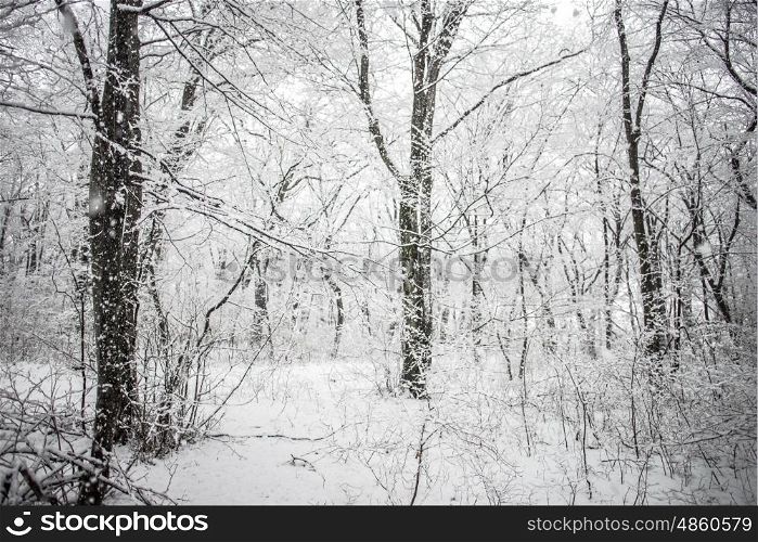 Snowy forest. Landscape of forest covered in snow