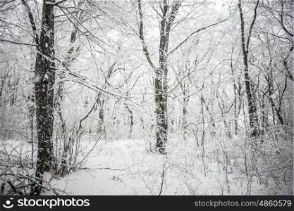 Snowy forest. Landscape of forest covered in snow