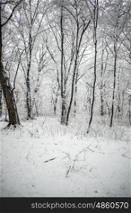 Snowy forest. Nature shoot of forest covered in snow