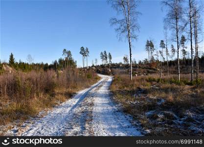 Snowy gravel road through a coniferous woodland