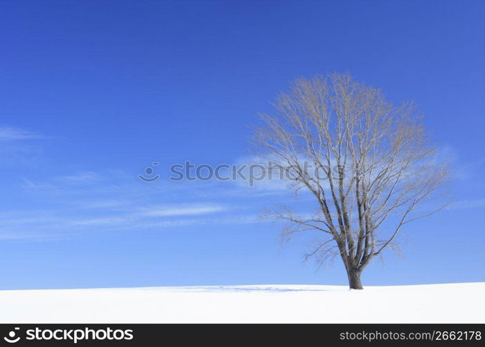 Snowy landscape