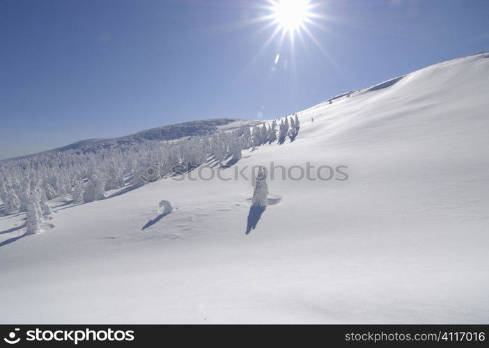 Snowy landscape