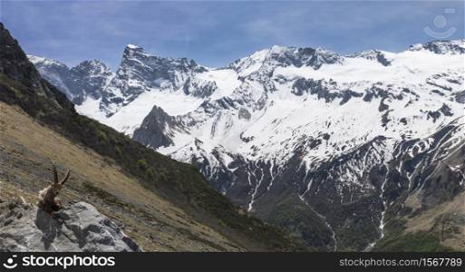 Snowy landscape in the Alps with mountain goat present.