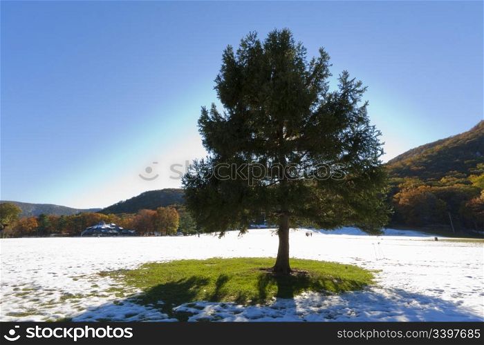 Snowy landscape with a Christmas Tree.