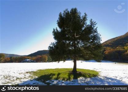 Snowy landscape with a Christmas Tree.