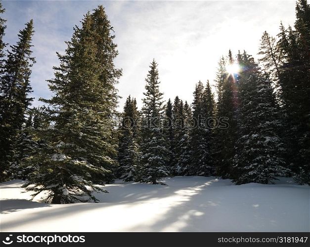 Snowy landscape with trees.