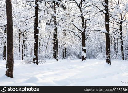 snowy meadow in forest park in winter morning. snowy meadow in Timiryazevskiy forest park of Moscow city in sunny winter morning