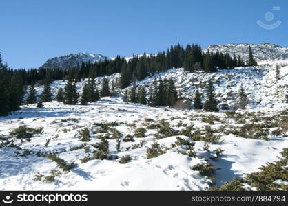 Snowy mountain ridge with forest