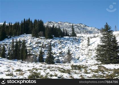 Snowy mountain ridge with forest