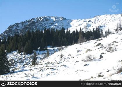 Snowy mountain ridge with forest of conifers in sunny winter day