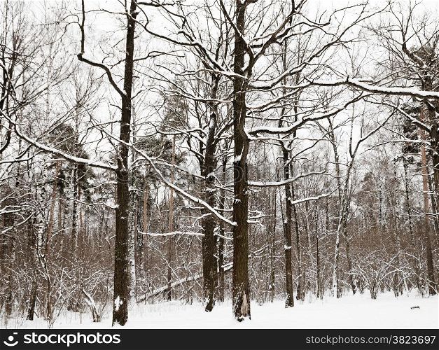snowy oaks and pine trees on the edge of winter forest