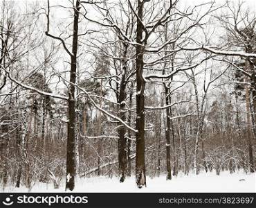 snowy oaks and pine trees on the edge of winter forest